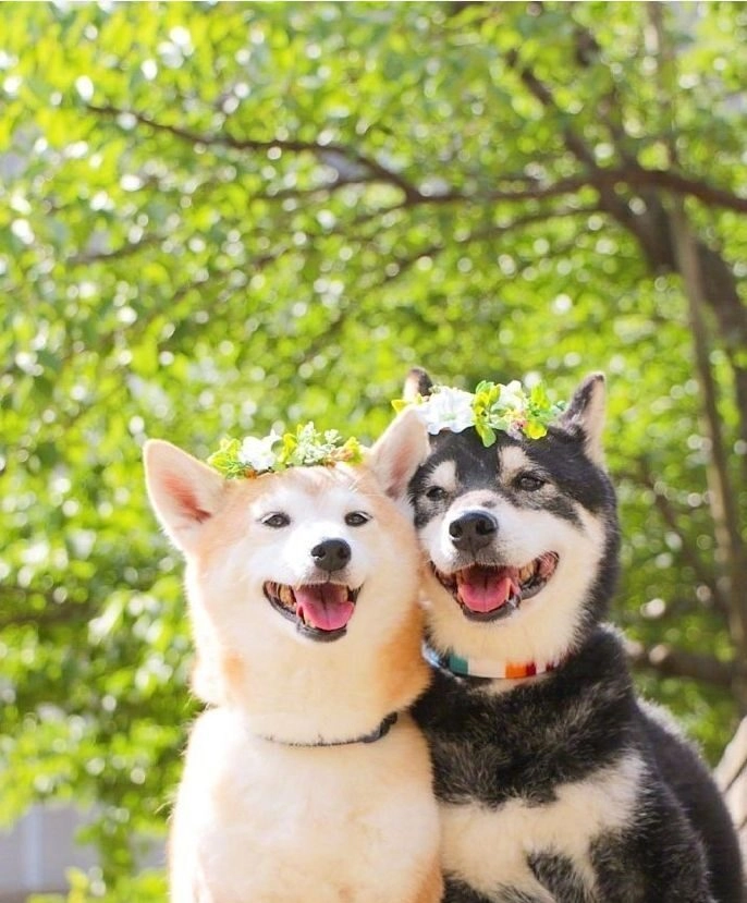 ảnh chó cute
