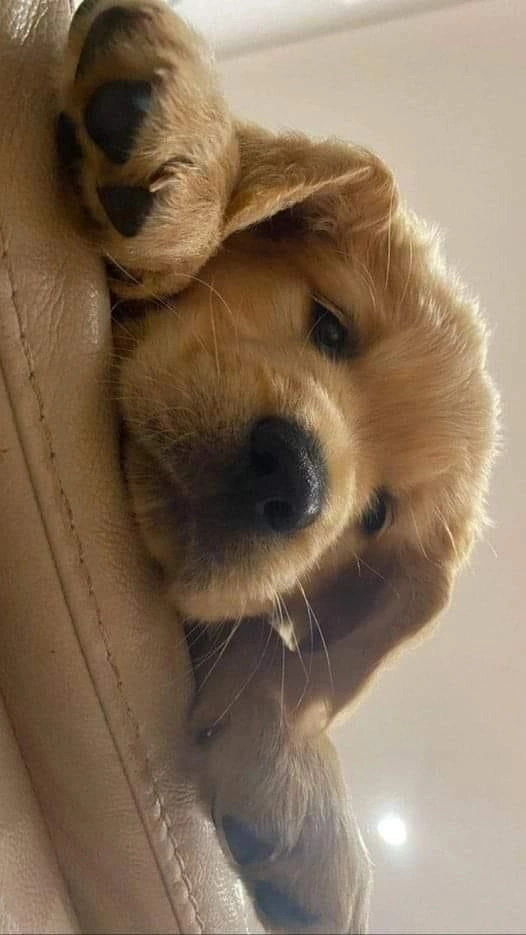 ảnh chó cute