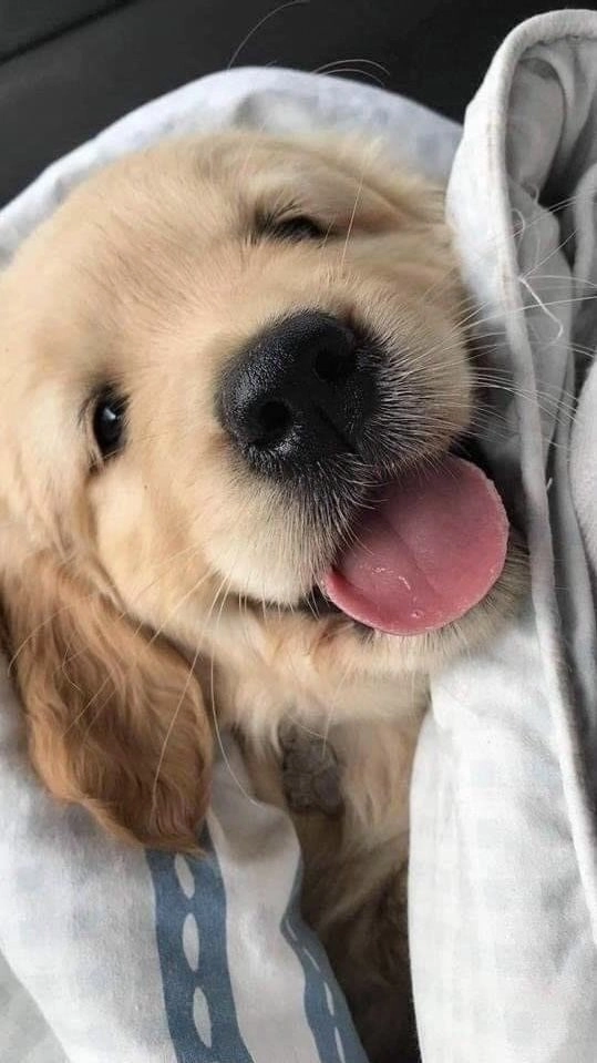 ảnh chó cute