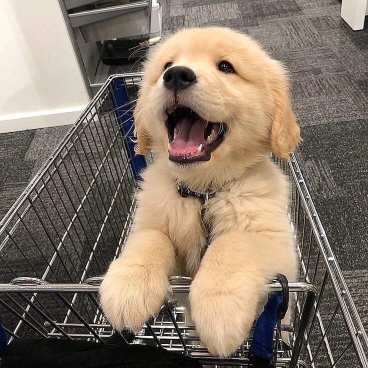 ảnh chó cute