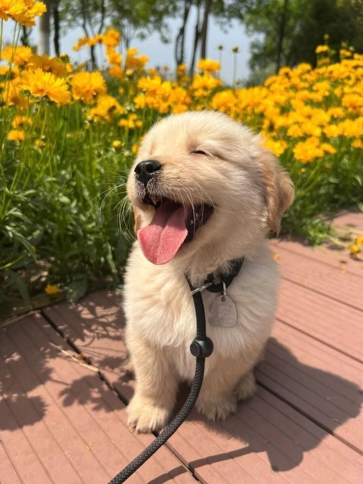 ảnh chó cute