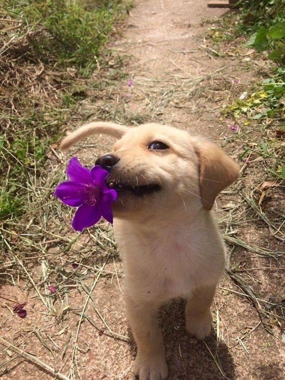 ảnh chó cute