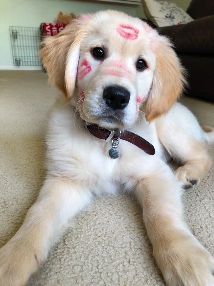 ảnh chó cute