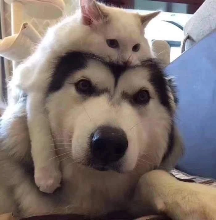 ảnh chó cute