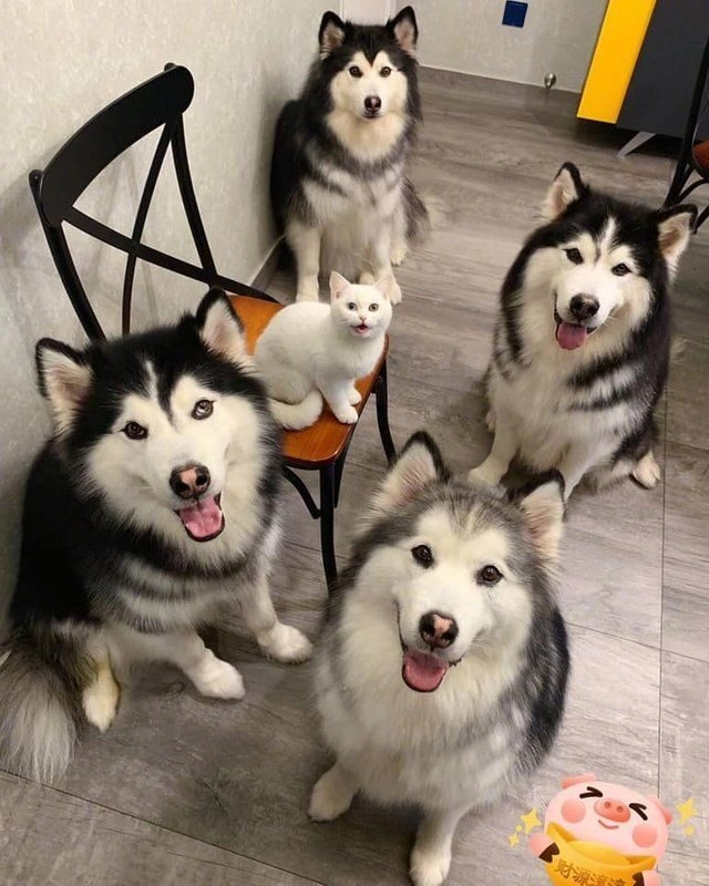 ảnh chó cute