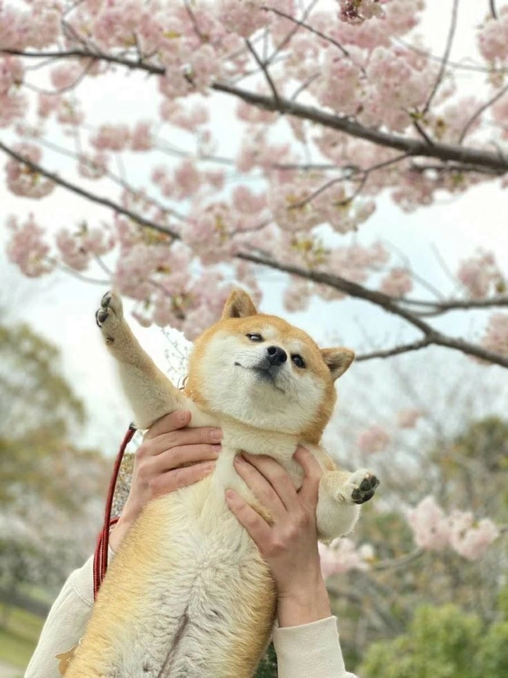 ảnh chó cute