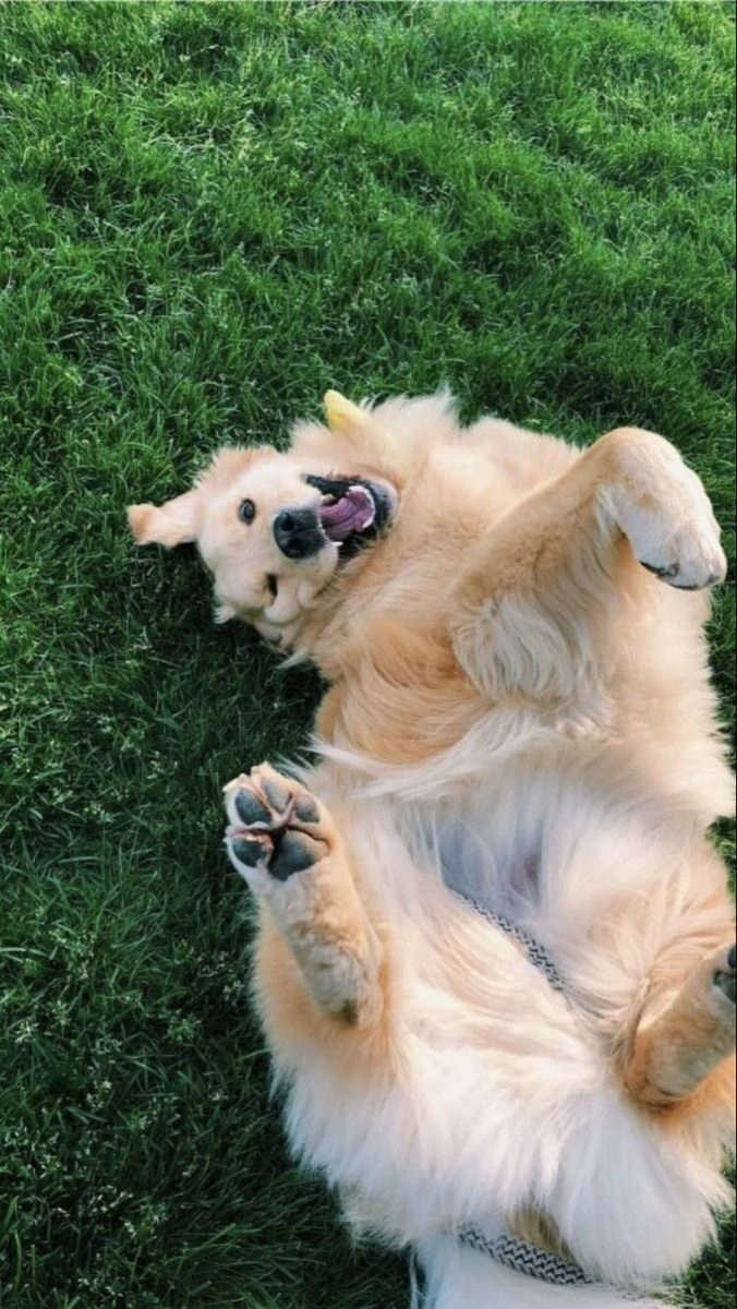 ảnh chó cute