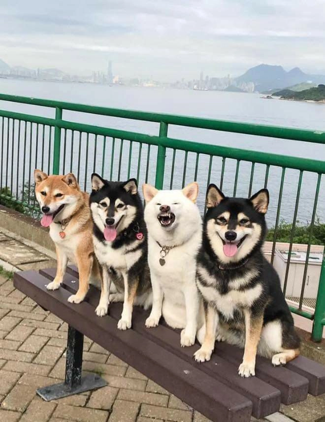 ảnh chó cute