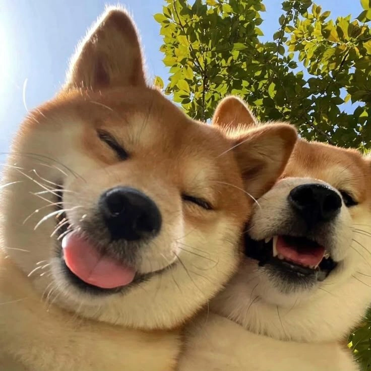 ảnh chó cute