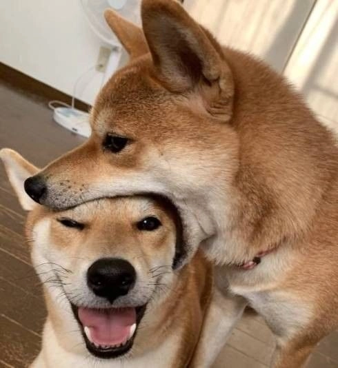 ảnh chó cute