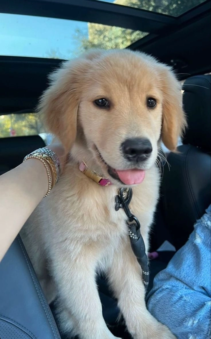 ảnh chó cute