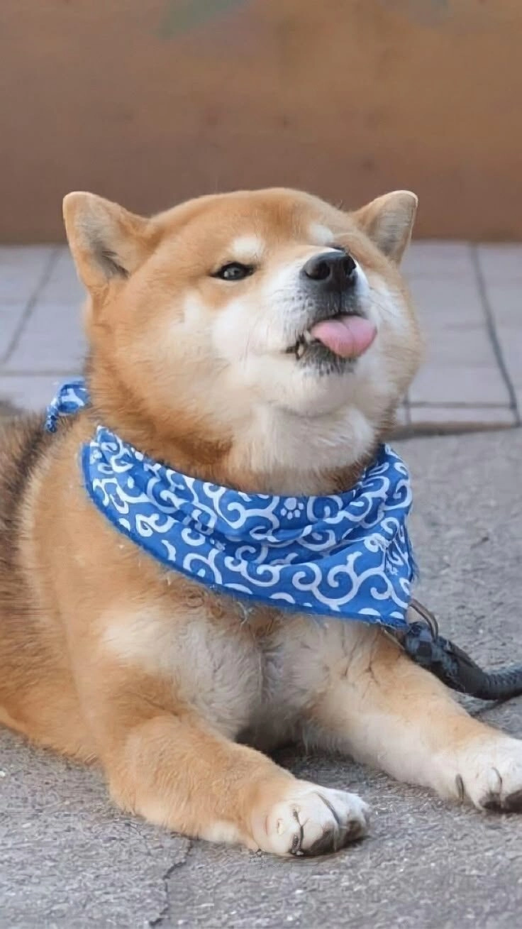 ảnh chó cute