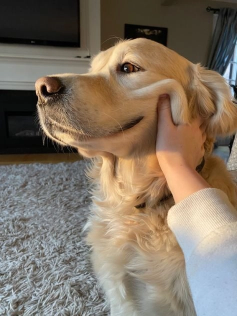 ảnh chó cute