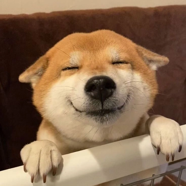 ảnh chó cute