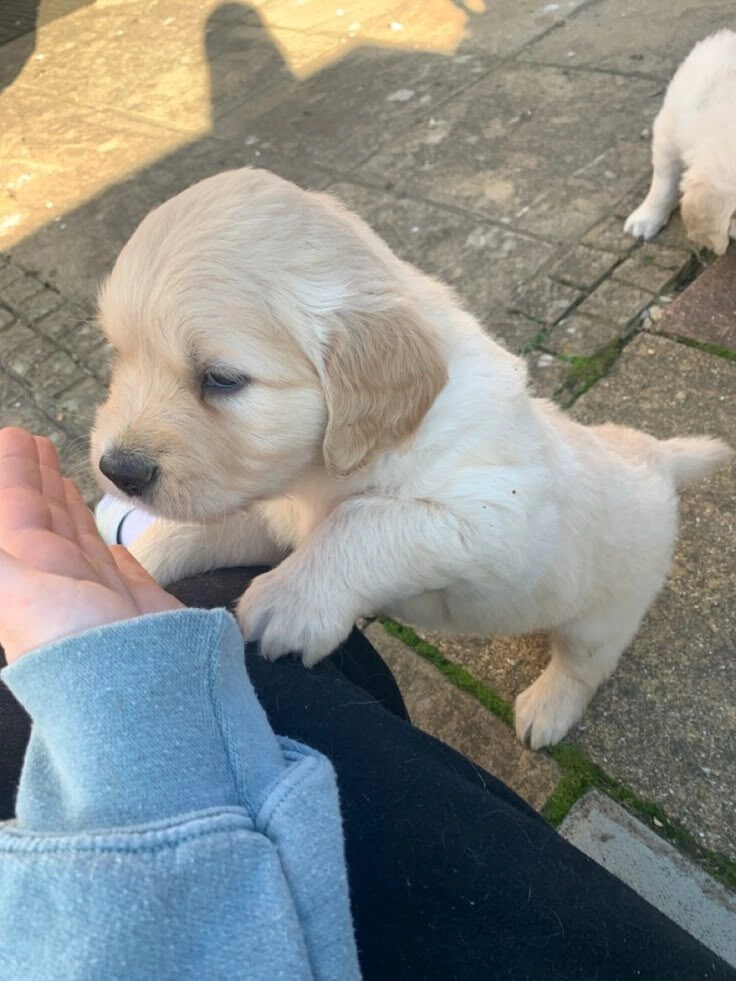 ảnh chó cute