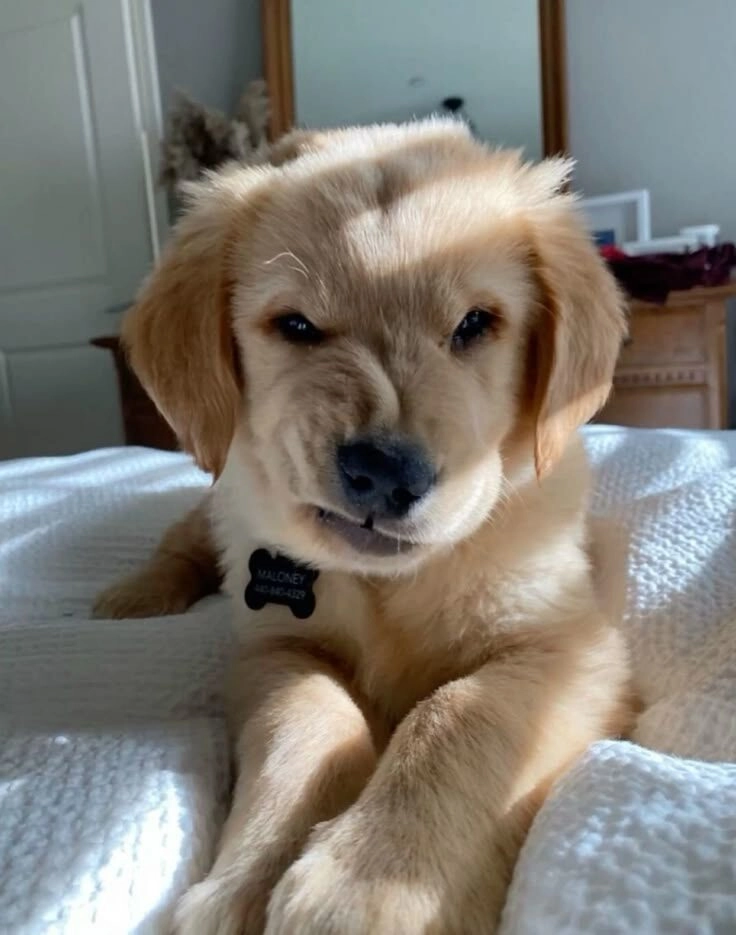 ảnh chó cute