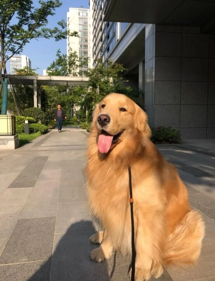 ảnh chó cute