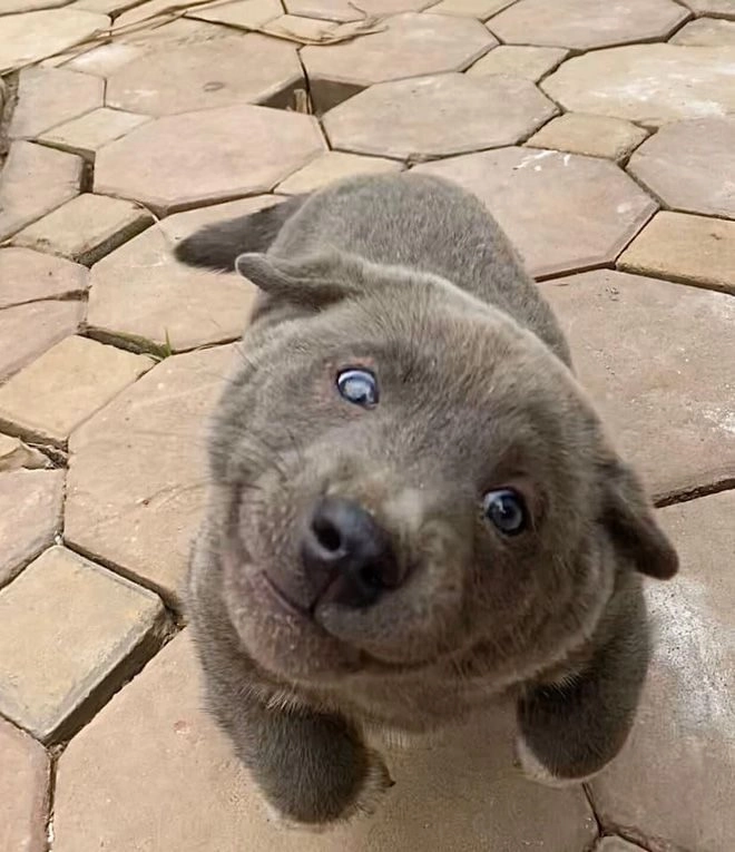 ảnh chó cute