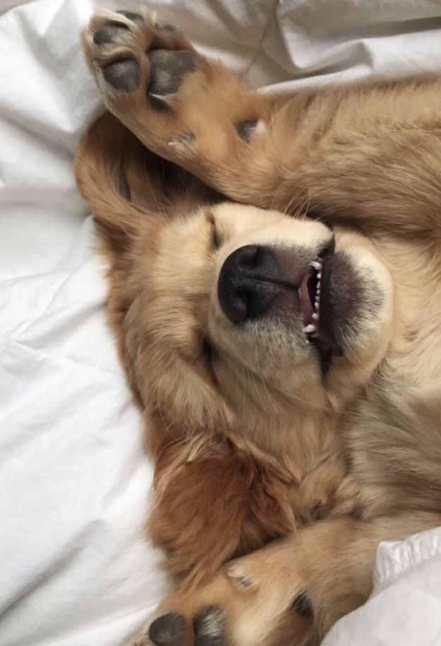 ảnh chó cute