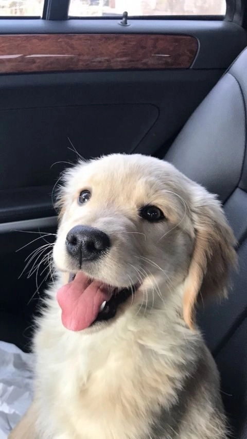 ảnh chó cute