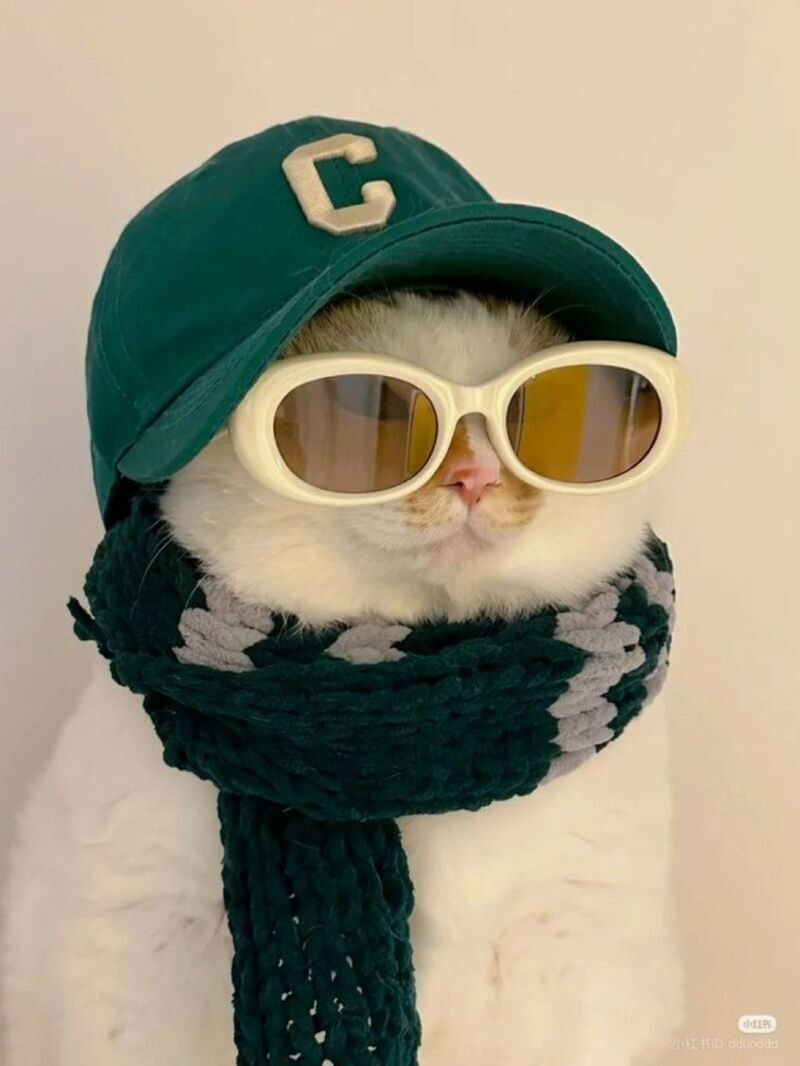 avatar cute mèo