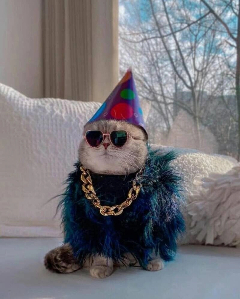 avatar cute mèo
