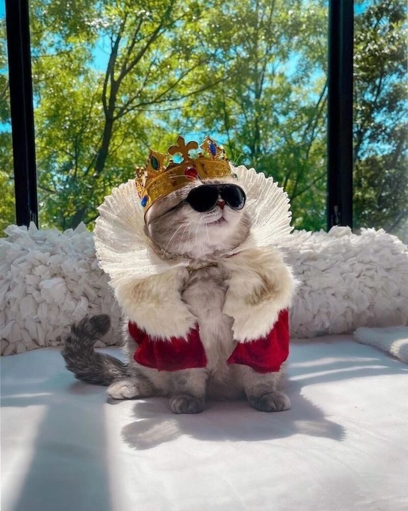 avatar cute mèo