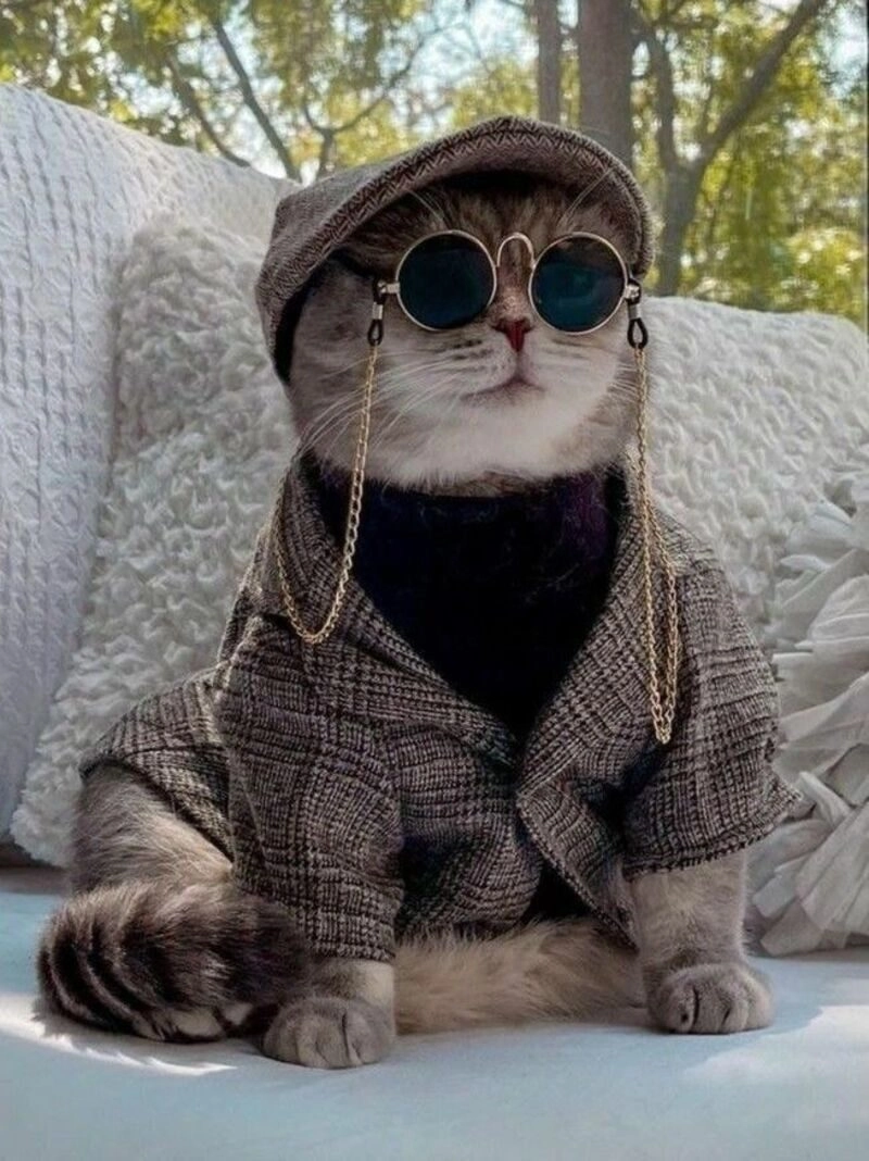 avatar cute mèo