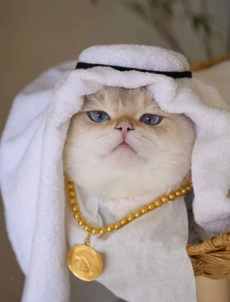 avatar cute mèo