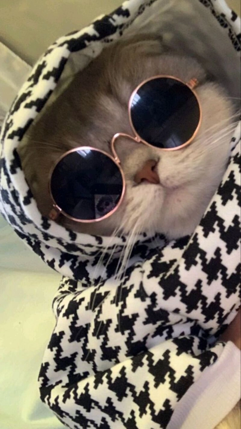 avatar cute mèo