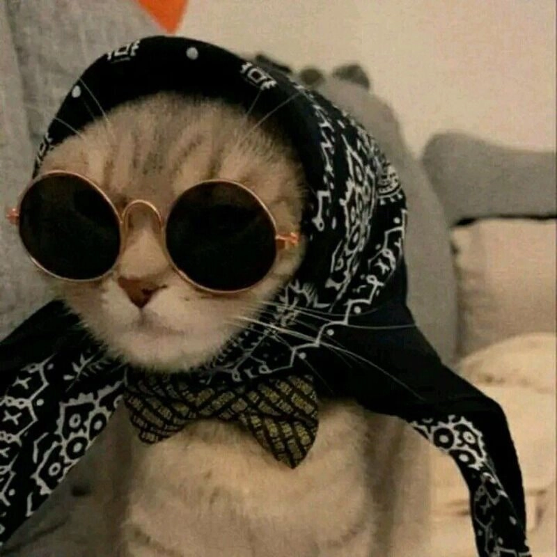 avatar cute mèo
