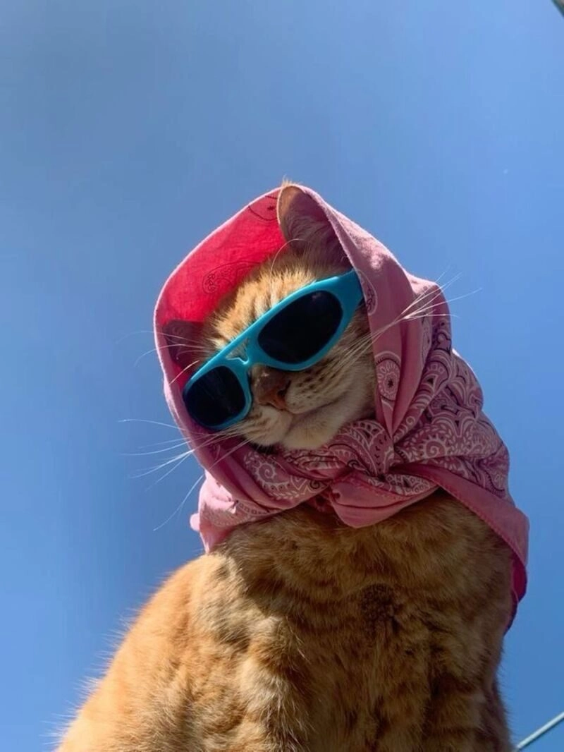 avatar cute mèo
