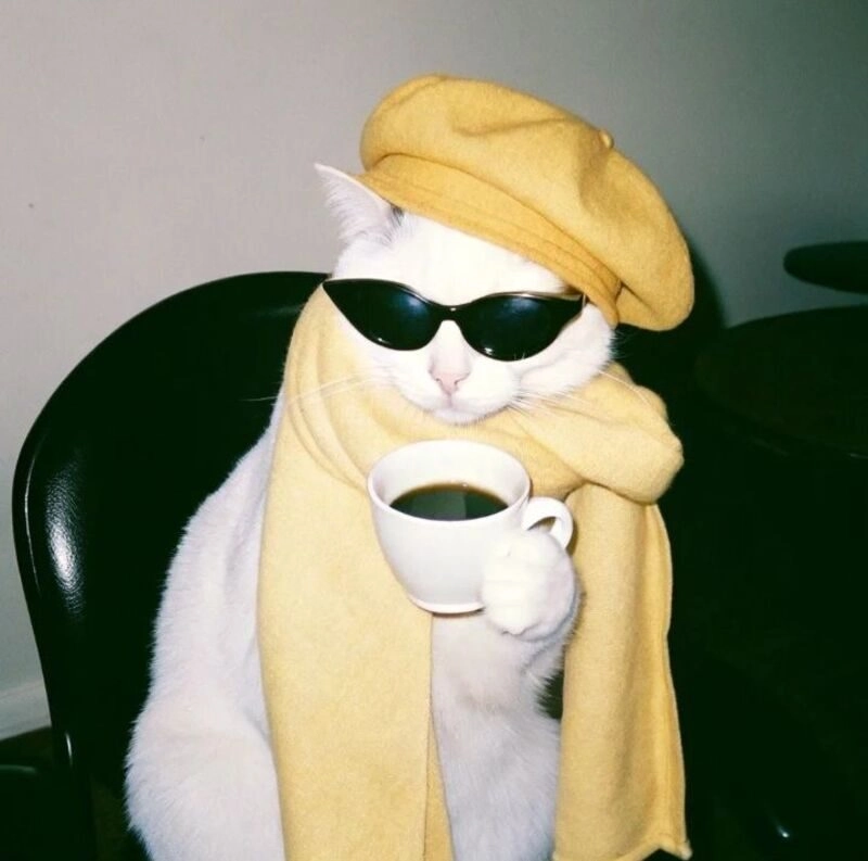 avatar cute mèo