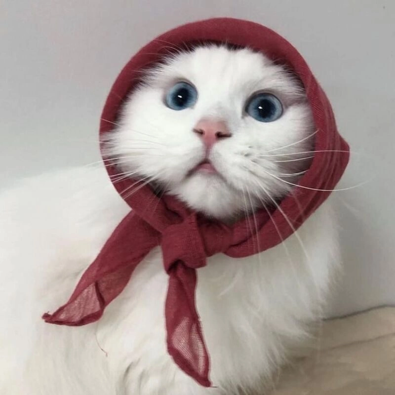 avatar cute mèo