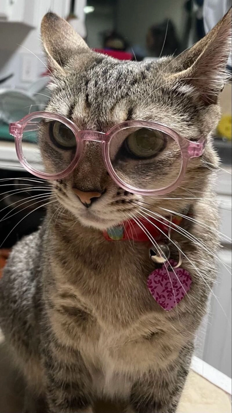 avatar cute mèo