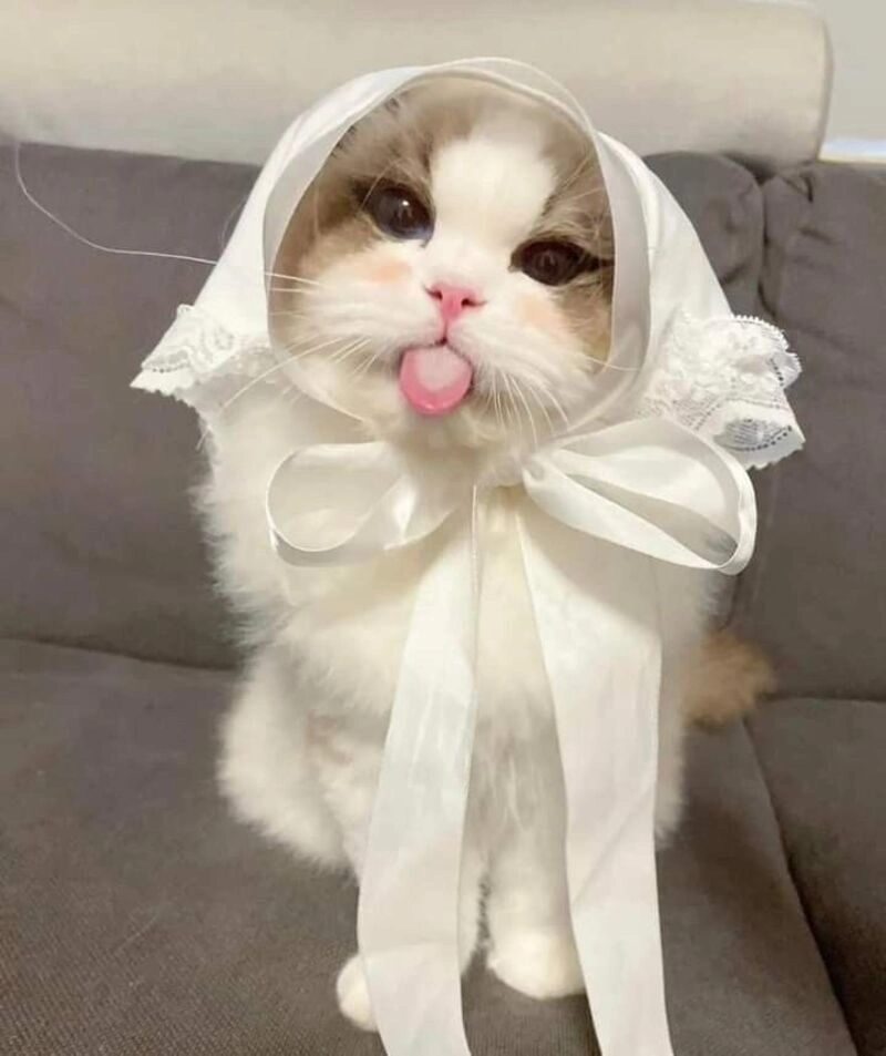 avatar cute mèo