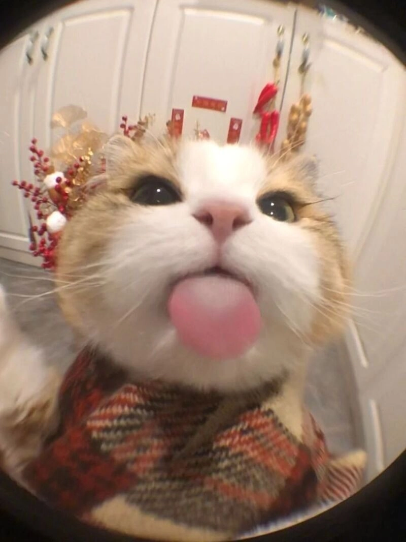 avatar cute mèo