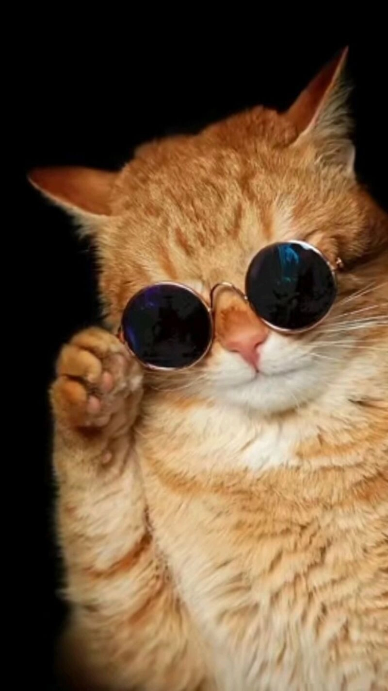 avatar cute mèo