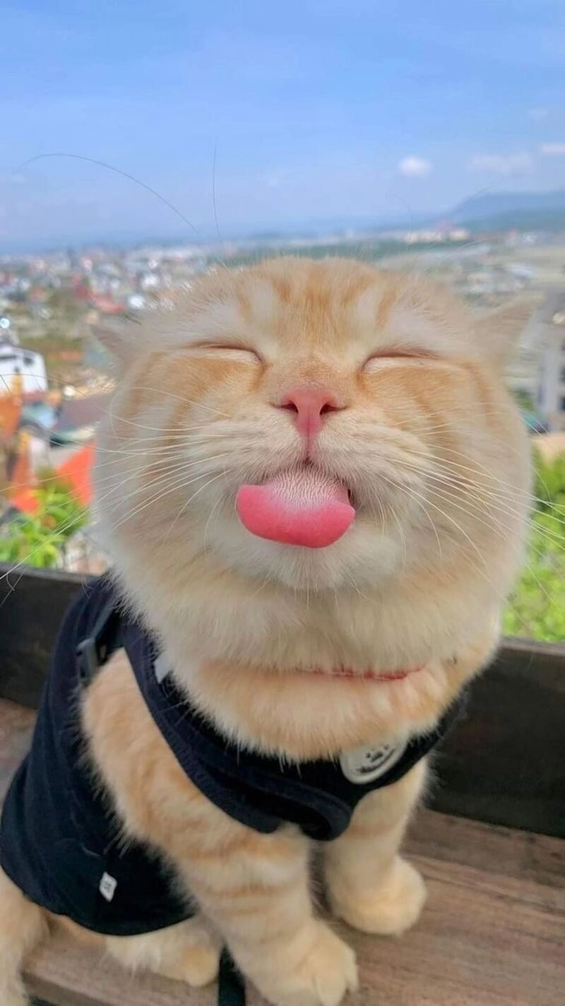 avatar cute mèo