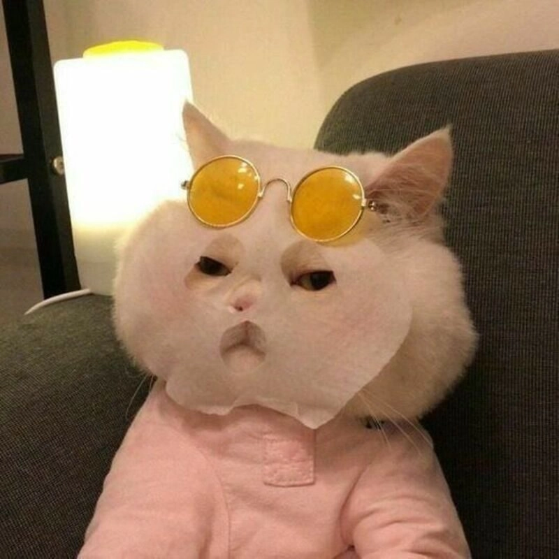 avatar cute mèo